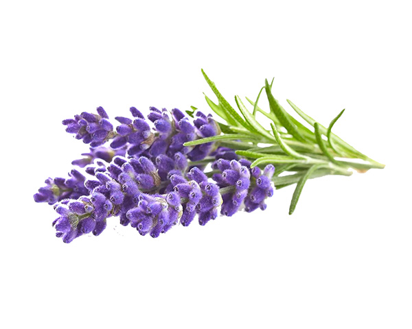 Click and Grow Plant Pods (Lavender)