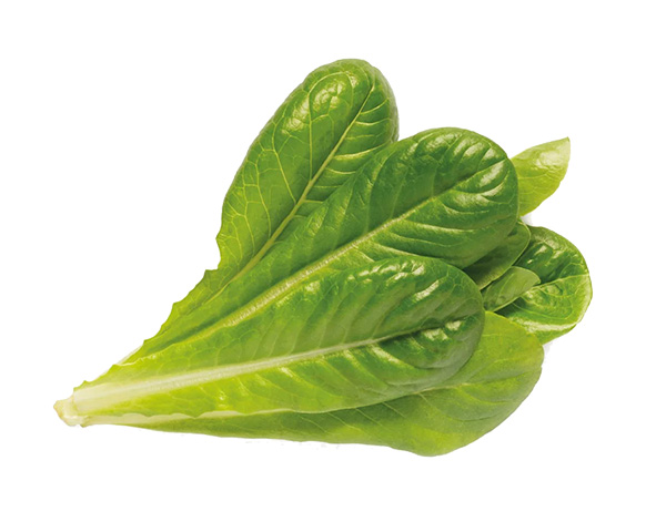 Click and Grow Plant Pods (Romaine Lettuce)