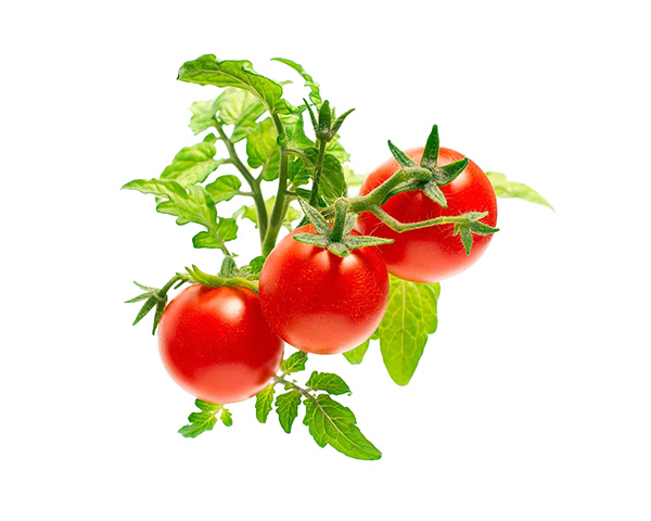 Click and Grow Plant Pods (Mini Tomato)
