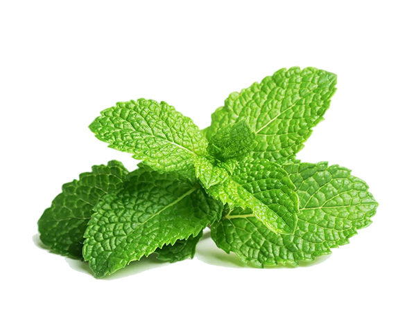 Click and Grow Plant Pods (Peppermint)